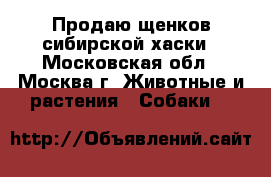 Продаю щенков сибирской хаски - Московская обл., Москва г. Животные и растения » Собаки   